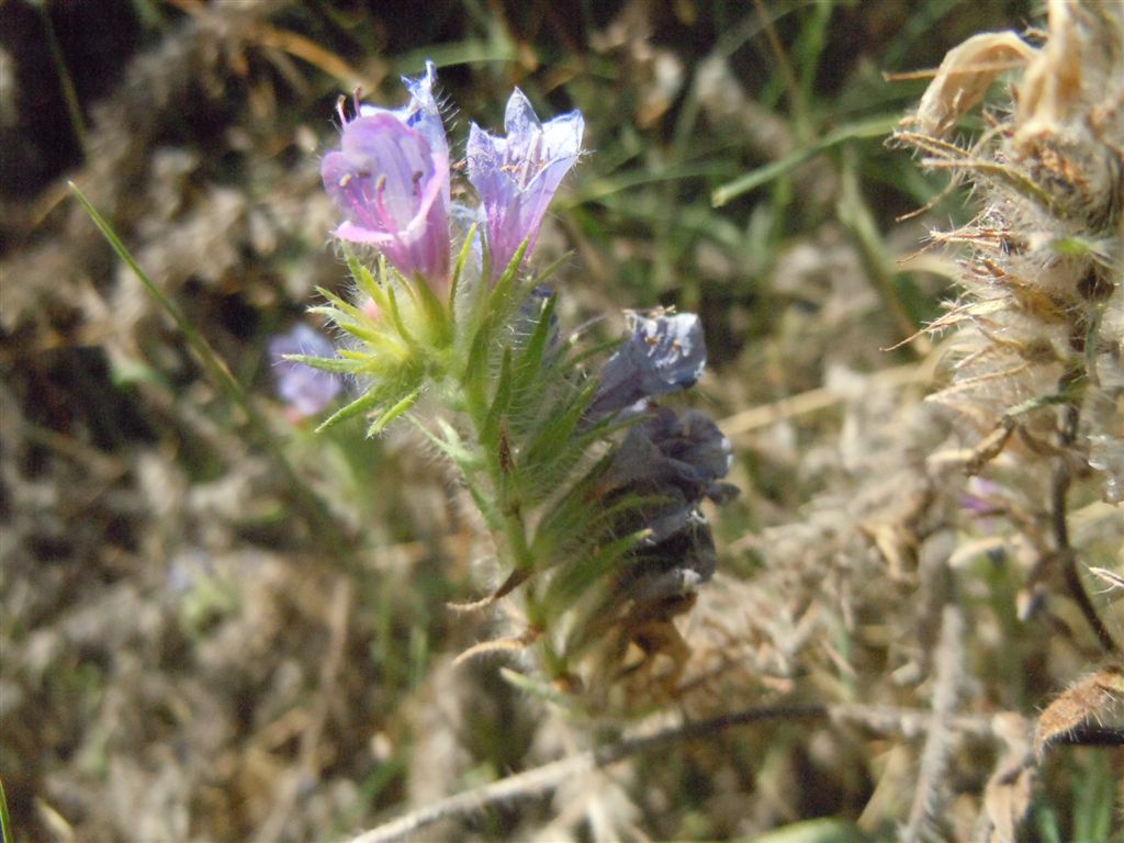 Echium sabulicola / Viperina delle spiagge